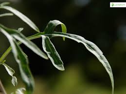 Image result for Diplocyclos tenuis