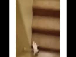 Gato Cae Por Las Escaleras Youtube Falling Down Cute Cat Falling Down Stairs