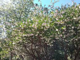 Image result for Macrotyloma densiflorum