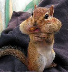 Pin On Chipmunks