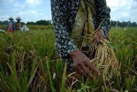 Follow Liputanbaru Walau Terpencil Petani Asli Pulau Mangoli Panen Padi Baca Selengkapnya Di Liputanbaru Com Republika Co Id Love Petani Panen Menanam