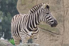 Zebras have black and white stripes that are typically vertical on the head, neck, forequarters, and main body. Zebra Fact File The Animal Facts Diet Habitat Species