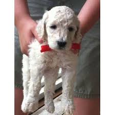 Poodle (toy) poodle mix poodles (standard) poogle (beagle/poodle) portuguese water dog portuguese water dog and poodle mix pug pug hybrid puggle pyredoodle rat terrier rat terrier mix rottie poo rottweiler price under $500. Poodle Standard Puppies And Dogs For Sale And Adoption Freedoglistings Poodle Puppy Puppies Standard Poodles For Sale