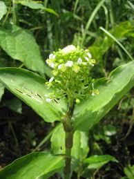 Image result for Aneilema