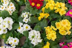 6 388 Flower Pot Wallpaper Photos Free Royalty Free Stock Photos From Dreamstime