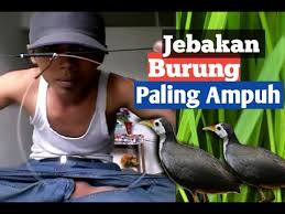 Racik aring wak wak guna patung. Cara Membuat Racik Wak Wak Ruak Ruak Model Gantung Ø¯ÛŒØ¯Ø¦Ùˆ Dideo