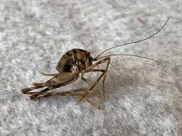 Camel crickets get their common name from their humpbacked appearance, which is similar to that of a camel. Garden Q A What Is This Cricket In The Basement And How To Help The Birds Baltimore Sun
