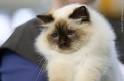 Chocolate Point Birman Cat - Home | Facebook
