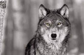 Pop Of Color Wolf Art Print Color Me Happy Art Com Grey Wolf Animals Origin Of Dogs