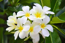 Image result for Gardenia