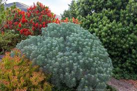 Image result for Phymaspermum