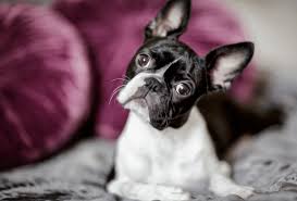 The head is square, the muzzle is short, and the large, round eyes can shine with kindness, curiosity, or mischief. Boston Terrier Colors Only Brindle Seal Black Pawleaks