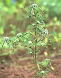 Image result for Spermacoce princeae