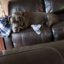 I am an experienced vet tech that travels to pet parents' homes to provide their pets with quality care. Peace Of Mind Pet Care Request A Quote 20 Photos Dog Walkers 1912 West Railroad St Heidelberg Pa Phone Number