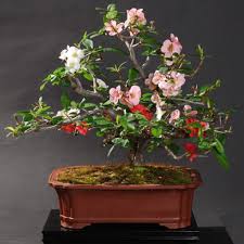 Often they have sucker growth that emerges from under the soil, remove them when you see them unless you want a multi trunked tree. Bonsai Quince Contoh Bonsai