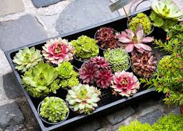 Simply succulents® offers affordable wholesale orders for quality hardy and tender succulent plants, cuttings, hens and succulents, hardy & tender succulent plants, living garden topiaries & more. 9 Best Places To Buy Succulents Online Keeping Succulents