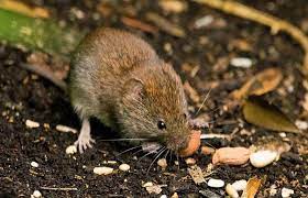 How do people get hantavirus infection? Ubertragung Durch Mause Hantavirus Breitet Sich In Deutschland Aus Fit For Fun