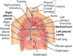 Study chest anatomy using smart web & mobile flashcards created by top students, teachers, and professors. Understanding The Human Chest Thorax Health Life Media