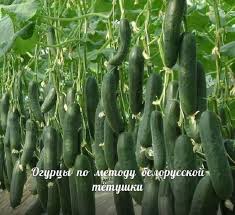уход за огурцами в открытом грунте от посадки до урожая Sazhayu Ogurcy Po Metodu Belorusskoj Tyotushki Urozhaj Bomba Smotrim S Optimizmom Cucumber Gardening Growing Vegetables Vegetable Garden Raised Beds