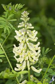 Image result for Sophora velutina