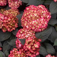 Image result for Hyparrhenia madaropoda