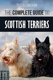 Maybe you would like to learn more about one of these? The Complete Guide To Scottish Terriers Finding Training Socializing Feeding Grooming And Loving Your New Scottie Dog Squaire Tracey 9781096696070 Amazon Com Books
