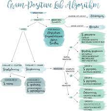 Pin On Microbiology