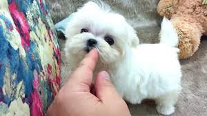 You will get high quality and standardized puppies here. Micro Teacup Maltese Puppies For Sale Youtube