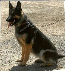 7009022199 top quality german shepherd puppies available for sale in ludhiana punjab. German Shepherd German Shepherd Dogs German Shepherd Puppies German Shepherd