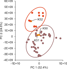 Image result for Mitragyna rubrostipulata