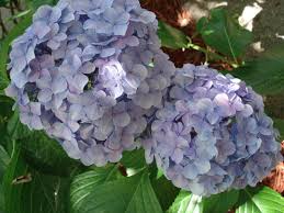 For this reason, many gardeners cut them back to the ground (within 6″) in late winter or early spring. Pruning Hydrangeas Home Garden Information Center