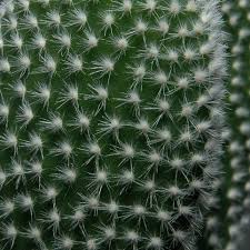 How are cacti adapted to the desert? Glochid Wikipedia