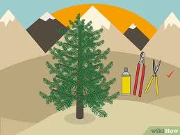 Trimming pine trees to shorten the branches is usually a bad idea. 3 Ways To Prune White Pine Trees Wikihow