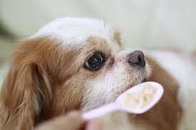 Here's a rundown of other popular fruits. Can Dogs Eat Oatmeal Is Oatmeal Good For Dogs