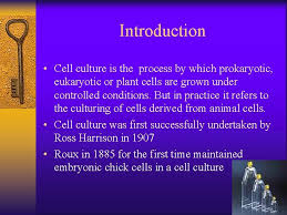 Check spelling or type a new query. Basics Of Cell Culture Introduction Cell Culture Is