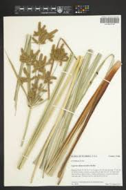 Image result for Cyperus aterrimus