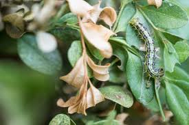 Image result for caterpillar box tree moth inside buxus plant