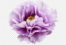 Aesthetics wallpaper flowers tulip purple blooming mood stock image image of season beautiful 188294823 lilac aesthetic japan wallpapers wallpaper cave purple rose aesthetic wallpapers on wallpaperdog. Flowers Aesthetic Png Images Pngegg