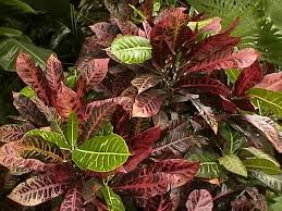 Image result for Codiaeum