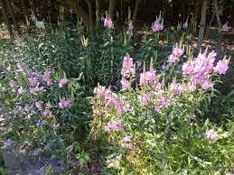 Obedient plant has masses of beautiful spikes of pink hooded flowers rising above the foliage from mid summer to early fall, which are most effective when planted in groupings. Future Plants By Randy Stewart Obedient Plant