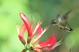 We did not find results for: 20 Plants And Flowers That Attract Hummingbirds Bird Feeder Hub