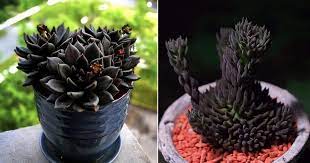There are four main causes of black spots: 9 Best Black Succulents That Are Incredibly Beautiful