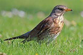 vogelportrat singdrossel nabu vogel singdrossel heimische vogel