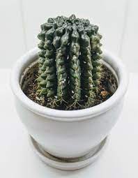 Besides good quality brands, you'll also find plenty of discounts when you shop for cactus soap during big sales. How To Get Rid Of Mealybugs On Your Cactus And Prevent Them From Coming Back Potted Pixie