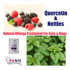 Is Your Cat Or Dog Itching Scratching Quercetin Nettles Are Scientifically Proven To Relieve Allergy Sympt Dog Allergies Allergy Treatment Natural Allergy