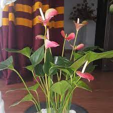 Anthurium Flower Exporters Sri Lanka Best Flower Wallpaper
