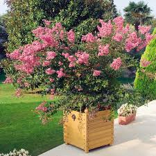 Indianerflieder Osage Hellrosa Im Ca 23 Cm Topf Online Kaufen Bei Gartner Potschke In 2020 Pflanzen Flieder Sichtschutzzaun Garten