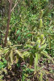 Image result for Coleus cylindraceus