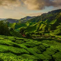 Nature's wonder amazing rafflesia explorer. Tripfez Travel Pakej Percutian Pelancongan Mesra Muslim Agensi Pelancongan Berdaftar