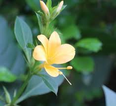 Image result for Barleria randii